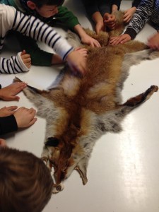 fell-fuchs
