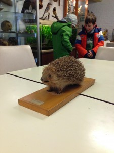 ausgestopfter-igel